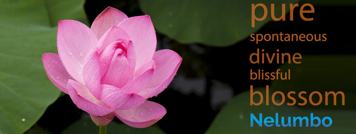 Nelumbo Lotus